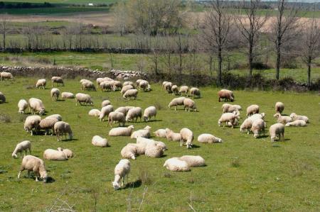 ovejas pastando foto libro