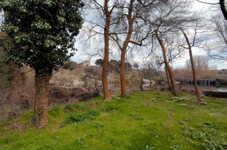 fresneda imagen arboles