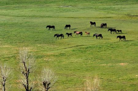 paisaje con caballos